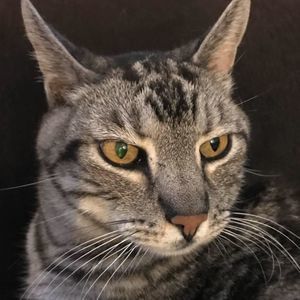 Meet your Posher, Bronwen